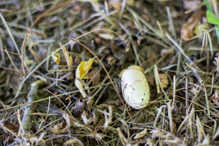 Yellow-bellied snake egg. Brood of offspring of a snake in nature.