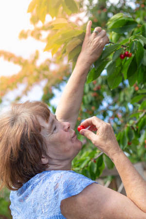 An elderly woman eats a ripe cherry, picking it from a tree in the summer in the garden. Delicious healthy vitamins.の写真素材