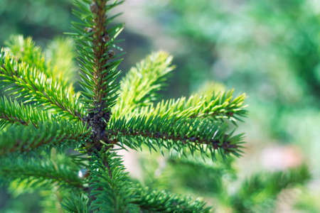 Top of a green Christmas tree, selective focus. Christmas mood, blurred background with bokeh....