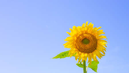 Bright yellow sunflower against a blue sky with copy space. Summer sunny background for text.の写真素材