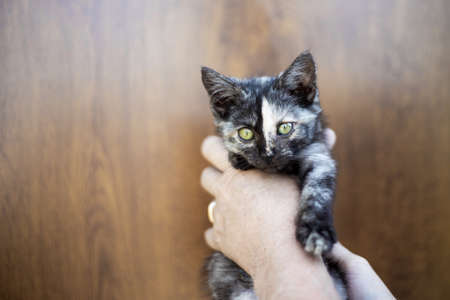 A small black spotted kitten in the hands of a man. Copy space, place for text.