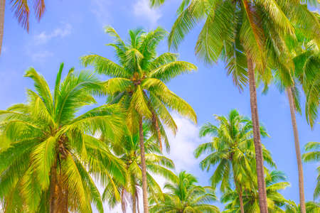 Tropical landscape. Tall Green Palm Trees Blue Sky Background Travel Asia Tourism.
