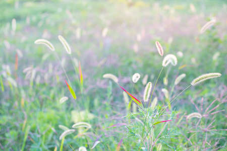 Delicate blurred background of green grass with spikelets. Summer template for text.の写真素材