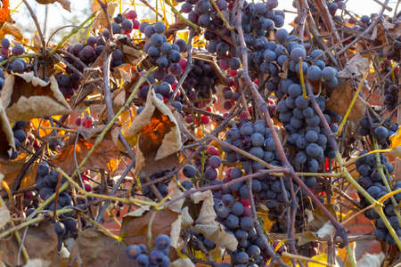 Harvesting grapes in late autumn. Black bunches of ripe grapes and dry leaves on the vine.