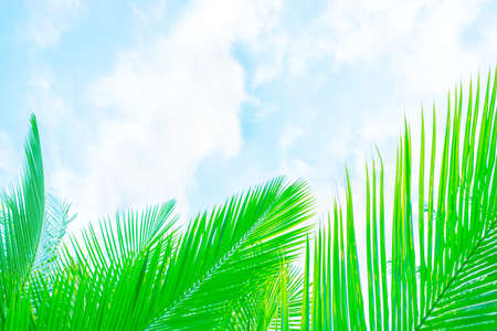 Beautiful vegetative background. Green palm leaves on a background of blue sky with clouds Template, frame for text, copy space.の写真素材