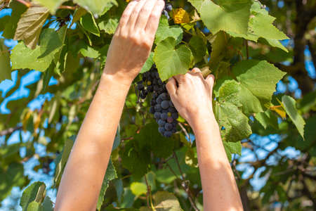 Woman picks grapes in autumn. Ripe juicy black grapes on the vine.