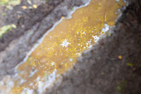 Mud and puddle in autumn. Reflection of a tree with yellowed leaves in the water. Blurred focus.の写真素材