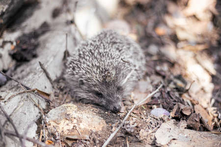 Small hedgehog in the foliage in the forest.の写真素材