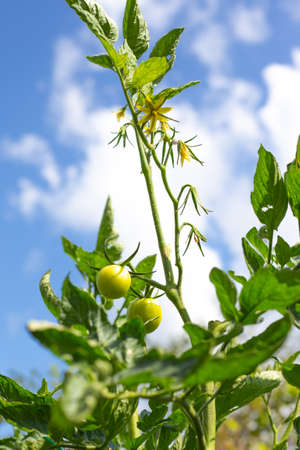 Green unripe tomatoes on a bush against the background of the sky. Growing vegetables in the garden.の写真素材