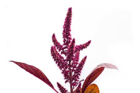 Flowers with seeds of vegetable amaranth on a white background.の写真素材