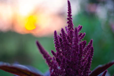 Burgundy flower of vegetable amaranth with seeds in the evening at sunset.の写真素材