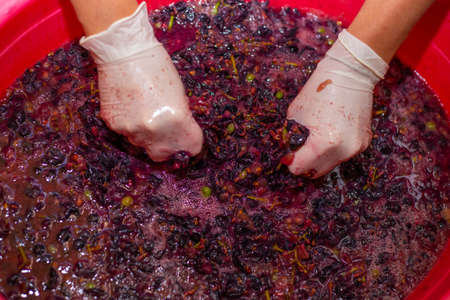The woman produces grape wine. Womens hands in gloves in a basin with grape cake, squeezing out the juice.の写真素材