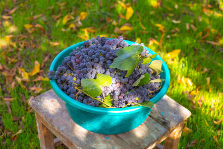 Black ripe grapes in a plastic bowl on a stool in the garden. Harvested harvest.の写真素材