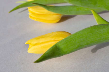 Yellow tulips on a gray background. Template for congratulations, selective focus.の写真素材