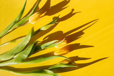 Yellow tulips on a yellow background with hard shadows. Template for design.