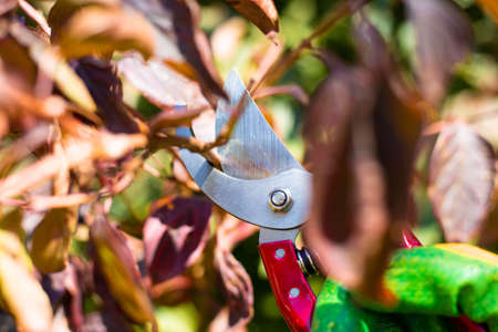 Pruning trees and bushes in autumn with metal pruning shears. Garden care.