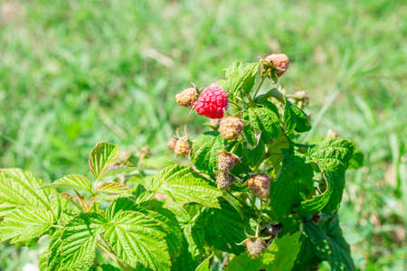 ripe and green raspberries on the bush. Growing and caring for plants in the garden. Delicious berries, dessert.の写真素材