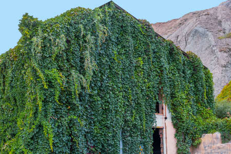 An abandoned house in the mountains, overgrown with wild climbing plants. Life without people.の写真素材