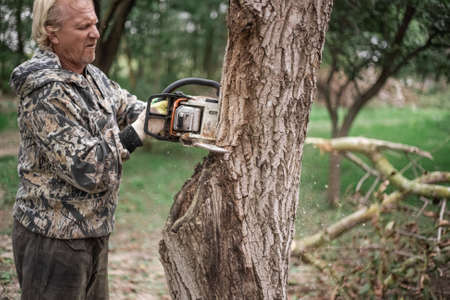 A man cuts down an old tree with a chainsaw. Removing old plants in the garden.