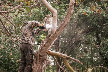 A man is sawing a tree with a chainsaw. Cutting dry branches, pruning trees.