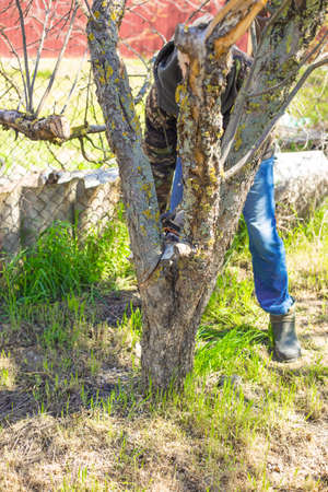 A man cuts down a dead trunk of a fruit tree in the spring. Sanitary pruning of the garden.