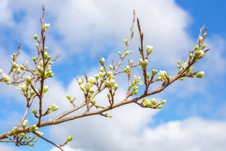 Sakura branch with swollen buds. spring flowering garden.