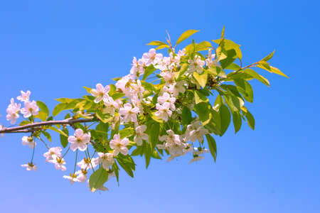 Fruit tree branch with abundant flowering and green young leaves against a clear blue sky in spring.