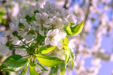 White cherry flowers on a branch against a blue sky on a spring day, close-up.の写真素材