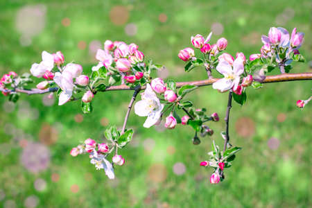 Blossoming branch of an apple tree against the background of green grass with multi-colored bokeh....