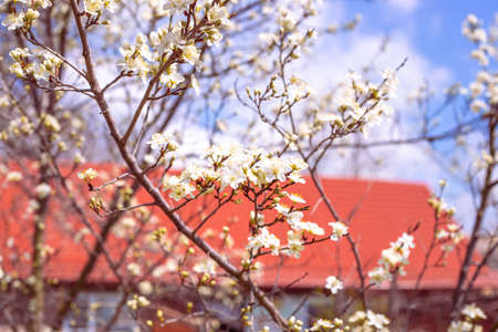 Cherry blossom garden on the background of the roof of the house. spring bloom landscape.の写真素材