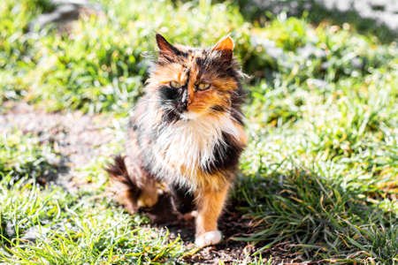 Motley tricolor cat. Fluffy pet on green grass.の写真素材