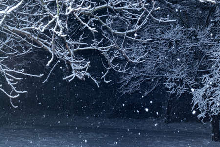 Large flakes of snow fall at night in a forest with snow-covered tree branches. Snowy winter forest.の写真素材