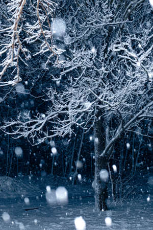 Vertical winter landscape. Snow falls in large flakes in the dark forest at night.の写真素材
