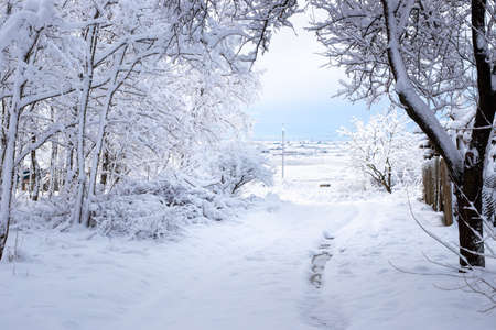winter landscape. Path between snow covered trees on a clear day.の写真素材