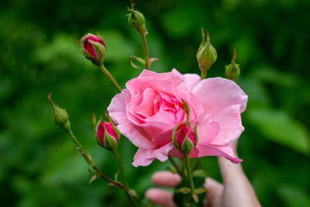 Bud of a pink garden rose in full bloom. Caring for plants and flowers.