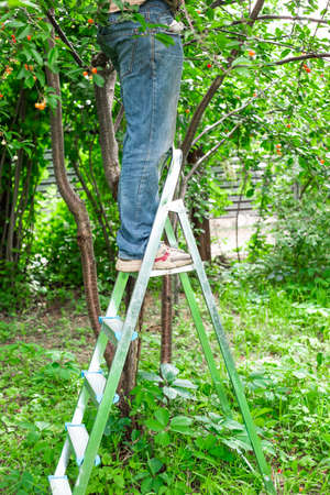 A man stands on a stepladder and picks cherries in the garden. Harvesting at the dacha.の写真素材