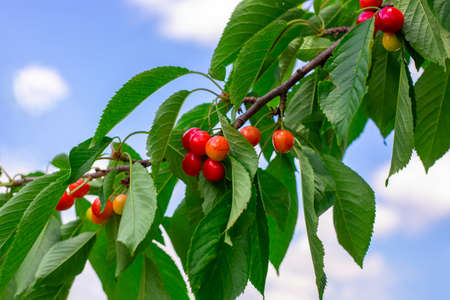 Red ripe cherries on a fruit tree branch against the sky in the garden in summer. Delicious healthy...