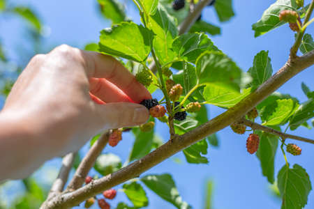 A woman picks mulberry berries from a tree branch in the garden. fruit harvest.の写真素材