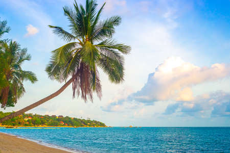The palm tree leaned over the water. sea tropical landscape. Travel and tourism.