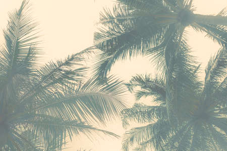 Branches of palm leaves against the sky. Toned template with haze for text. Tropical neutral background.の写真素材