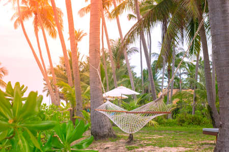 Wicker hammock on palm trees on the lawn, among tropical greenery. Rest and relaxation. Vacation in Thailand.の写真素材