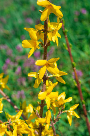 Young branch of yellow forsythia. Blossoming spring garden flowers on an ornamental shrub.