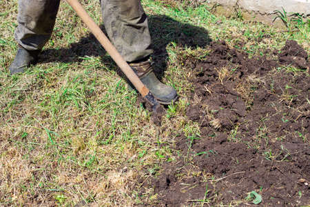A man is digging a garden with a shovel. garden work in spring. Planting vegetables and seedlings.