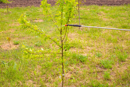 spraying seedlings from diseases and pests with a spray solution. orchard care.