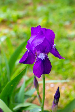 Violet flower blossoming Germanic iris close-up in the garden. spring flowering.