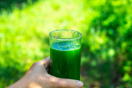 A glass with a green drink with chlorophyll, made from fresh leafy green plants in a woman's hand. Healthy vitamin smoothie that cleanses the body.の写真素材