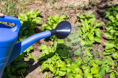 Watering beds with radishes from a watering can. Growing vegetable plants in the garden.の写真素材
