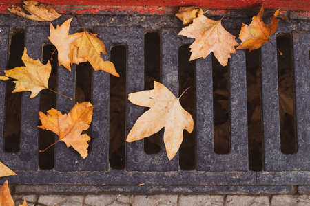 Yellow fallen maple leaves on the grate of a sewage trench. The arrival of autumn, leaf fall in the city.の写真素材