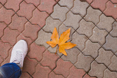 leg in jeans and sneakers on paving stones with a fallen maple leaf. Walk on an autumn day.の写真素材