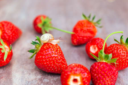 Red ripe strawberries on the table, a small snail on the berry. Delicious healthy summer vitamins.の写真素材